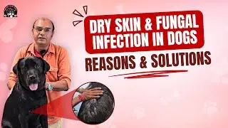 Dry Skin & Fungal Infections In Dogs - Explained By Baadal Bhandaari