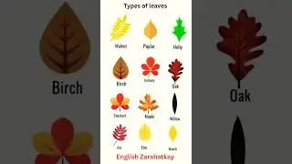 Name of leaves in English, #vocabulary #viral #english #viralvideo #shorts #ytshorts #youtubeshorts