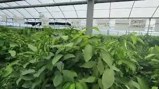 A Quick Trip Down Website Row! Ready to Ship Citrus Trees