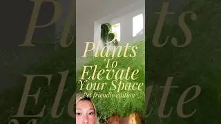 5 Plants to Elevate Your Space (Pet-Friendly Edition)