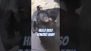 Baby Bonobo Biso