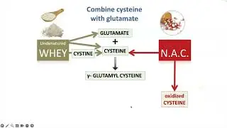 N acetylcysteine vs Undenatured Whey Protein Isolate