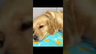 Лучший охлаждающий коврик для собак: сохраните прохладу вашего питомца летом