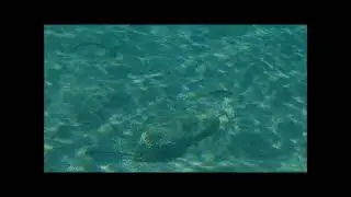 25-8-2025 amathus ancient harbour snorkeling