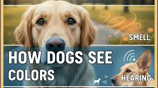 “You see the world… but your dog experiences it.” 🐶🌍@Buddypawvlog 