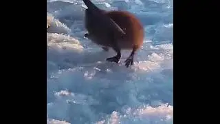 Слабонервным не смотреть /Вы тоже не ожидали??😂😂😂