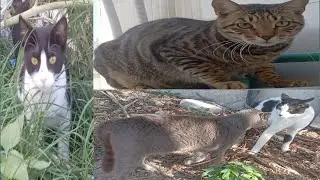 The more I love dumb animals, they more my love awakens. #cat#animals #vdieo 