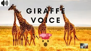 GIRAFFE VOICE | ROAR | EATING | HOOFED MAMMAL |TALLEST LIVING TERRESTRIAL ANIMAL |RUMINANT|TRIZZLER|