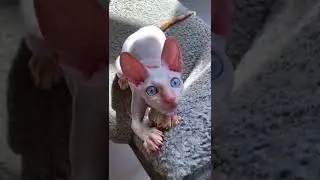 Sphynx cat playing 🥰 #shorts