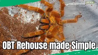 Tips for a Successful OBT Rehouse (Pterinochilus murinus)