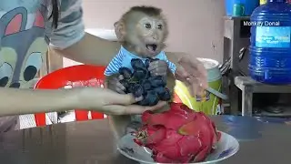 Oops!!! Why Baby Monkey Donal Not Want To Eat Black Grapes And Red Dragon