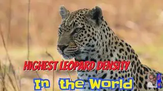 Why Yala is a 🐆Must Visit! in Sri Lanka for Epic Wildlife! 🔥 Nature Safari Adventure 🐘