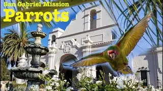 San Gabriel Mission Parrots   A Film by Max Milano