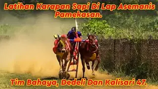 Latihan Karapan Sapi  Di Lap Asemanis Pamekasan Persiapan Kawedanan Kota Pamekasan.