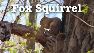 Fox Squirrel | Fast Field Guide