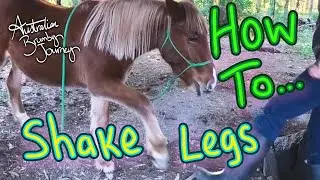 How To: Teach horse shake legs 🐴 Australian Horse Training