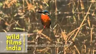 Common kingfisher or Eurasian kingfisher