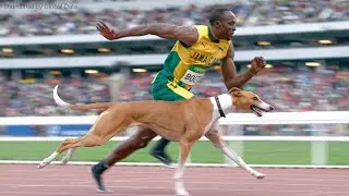 Usain Bolt vs Fastest Dog | 3D Speed Comparison