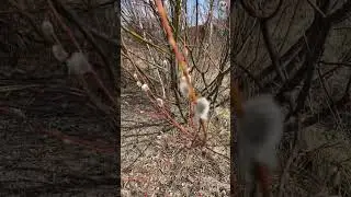 Встретила камыши