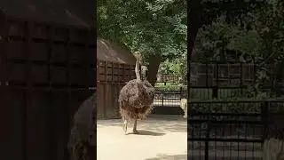 Ostrich dancing at Lahore Zoo Pakistan