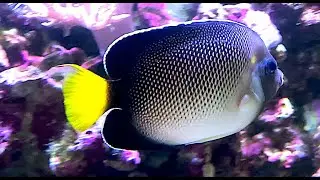 クロシテンヤッコ　Yellowtail angelfish　Apolemichthys xanthurus