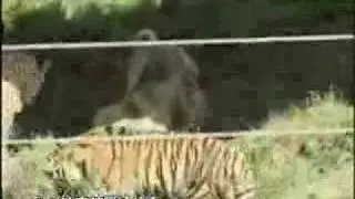 TURKISH KANGAL Vs Tiger ● M&Sigma;&Lambda;L&trade; ●