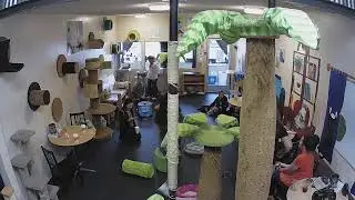 The Cat Cafe Live Stream