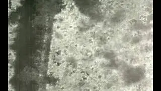 Cells That Vacillate (Primitive Motion)