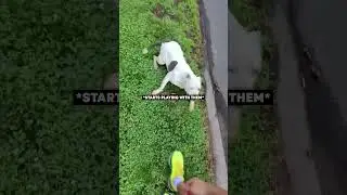 Joggers Panic When a Dog Runs Toward Them…