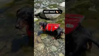 DOG LIFE JACKETS FROM AMAZON!!! 🐾🐶💦 #shorts