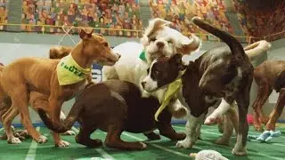 Power Puppies | Puppy Bowl
