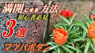 【花】マツバボタンの育て方・植え付け