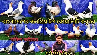 শাকিল ভাইয়ের বাংলাদেশের জনপ্রিয় টপ কোয়ালিটি কবুতর কিনুন | pigeon video | কবুুতর | pigeon lover |