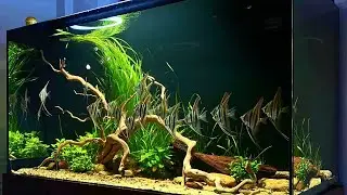 Most Beautiful Angelfish Aquascape | Amazing Planted Angelfish Aquarium