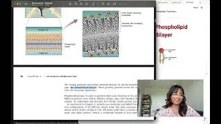 Day 22+23: 100 Days of Neuroscience
