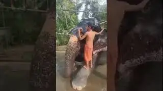 Cute #Kerala #Elephant & Cute Little #Mahout | அழகான #கேரளா #யானை | அன்பால் இயக்கும் சிறுவன்