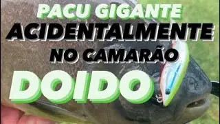PACU MONSTRO FISGADO ACIDENTALMENTE NO CAMAR&Atilde;O DOIDO SUMAX    #PESCARIA ROOT FISHING BRAZIL