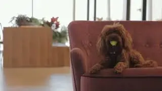Fluffy Bliss: Brown Long-Haired Puppy's Cutest Moments! 🐾✨ #AdorableFluff #viral #shorts #youtube