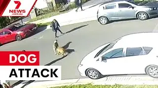 Children attacked in Sydney dog attack | 7NEWS
