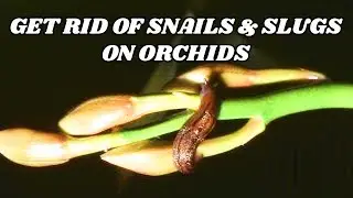 Slugs and Snails on Orchids - How to Get Rid of Snails & Slugs on Orchids