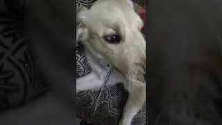The story of Mstr Dorish J K  Rbly(5)