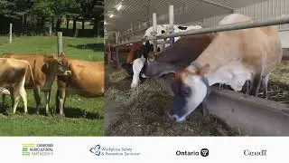 Large Animal Handling Series: 2. How to Approach Large Animals Safely