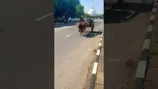 Rare bullock cart in Sri Lanka