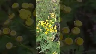 пижмо#tanacetum##рослини #flora #природа #nature #полісся