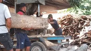 BELAH KAYU JATI MAS TUA USIA 20 TAHUN HARI KE 5