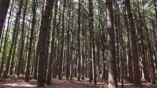 Saving Your Forests - Connecticut Forest & Park Association