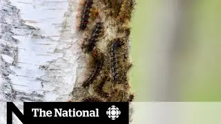 Climate change makes invasive moth caterpillars a bigger problem
