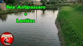 Proteção Contra Pássaros   Atualização do Tanque Explicações