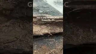 Обожаю находить сокровища так близко от дома 💚 Парк Сидар-Фолс #cedarfalls #greenvillesc