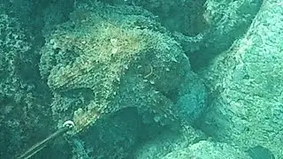 Polpo big, salpa e cefalo. Un uscita con carniere di fortuna (MASSYSUB)